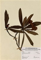藏品(小西氏杜鵑)的圖片